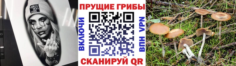 Купить  Нея  Псилоцибиновые грибы прущие грибы 